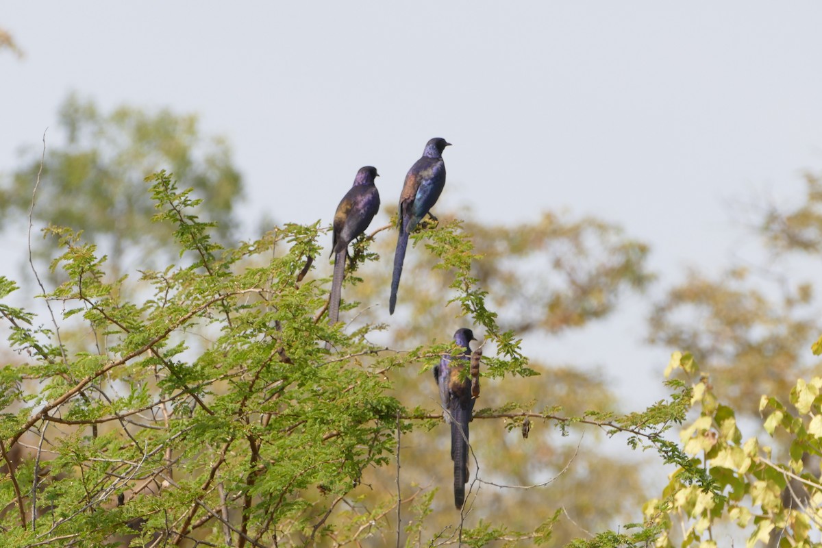 Meves's Starling - ML643476706