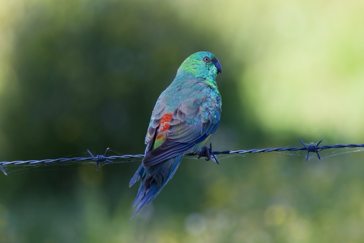 Red-rumped Parrot - ML643476707