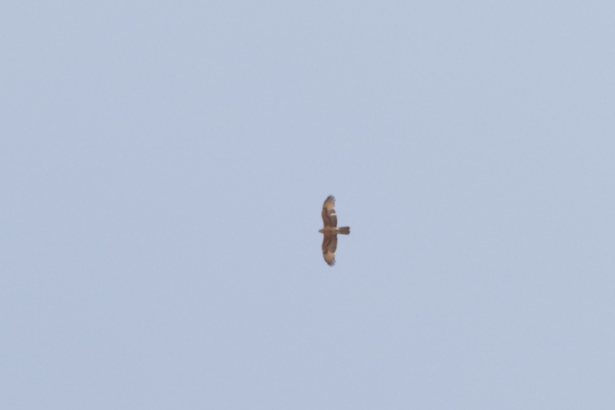 עיט ניצי אפריקני - ML643476710