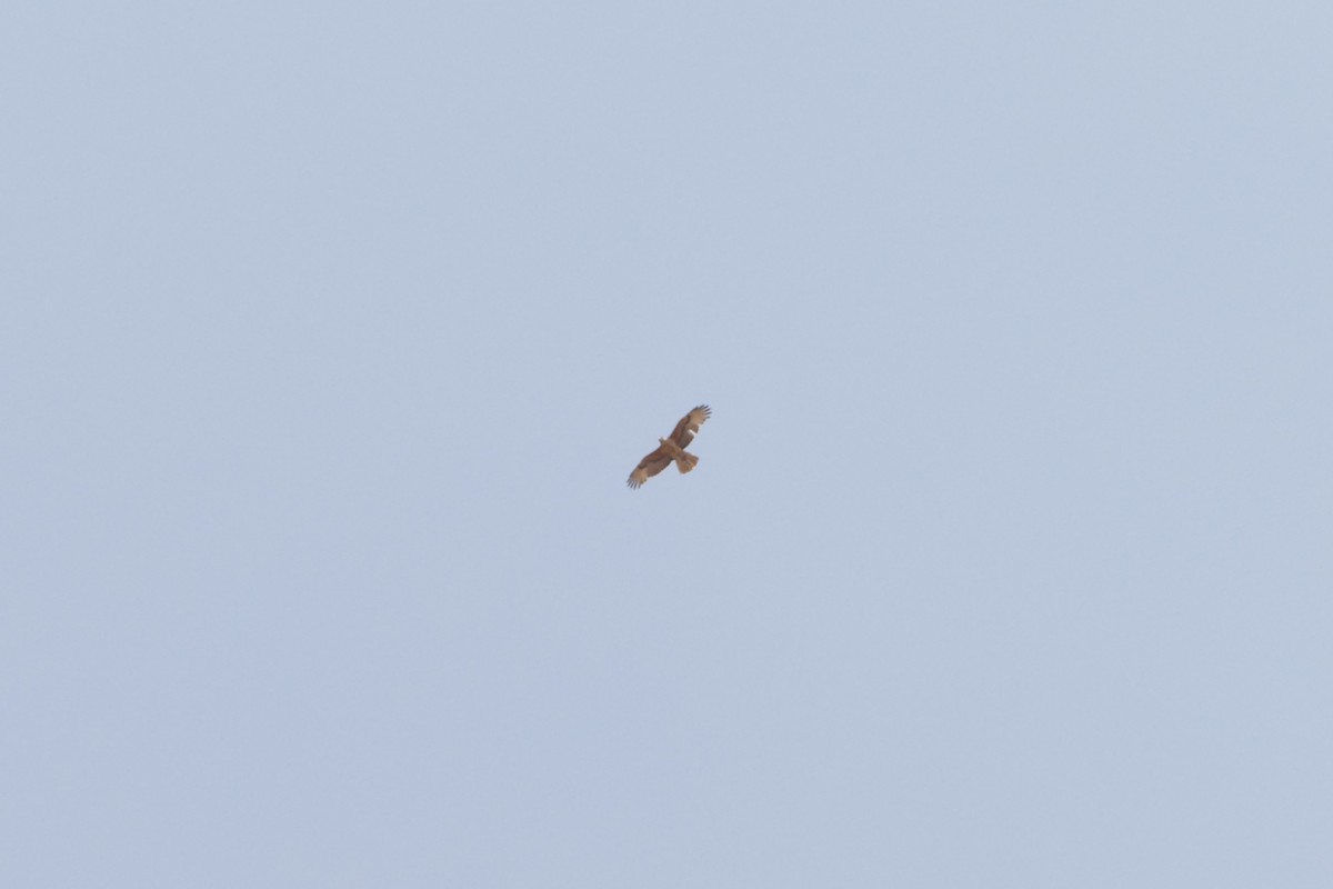 עיט ניצי אפריקני - ML643476711