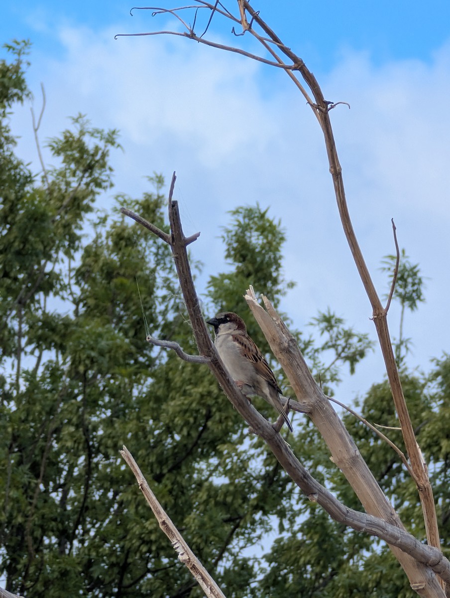 家麻雀 - ML643476718