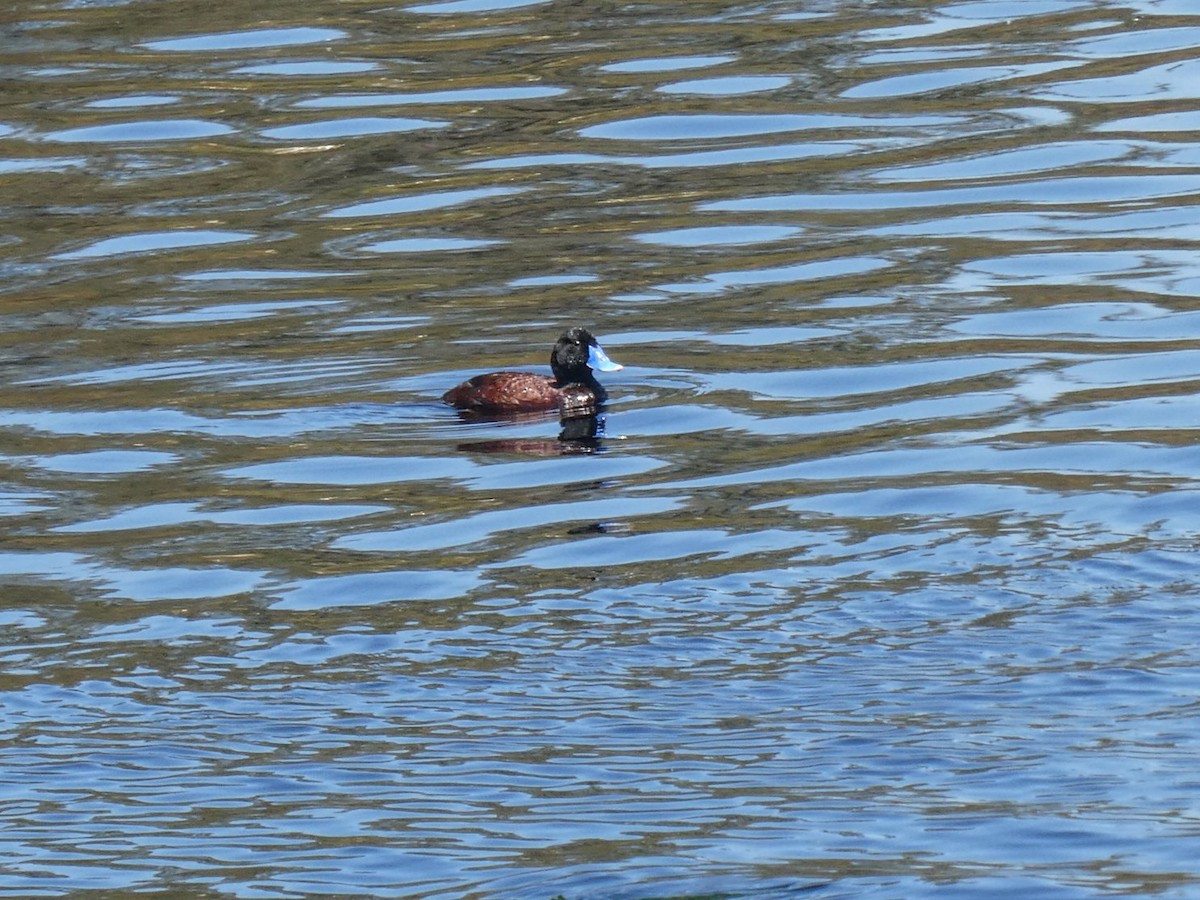 Blue-billed Duck - ML643476719