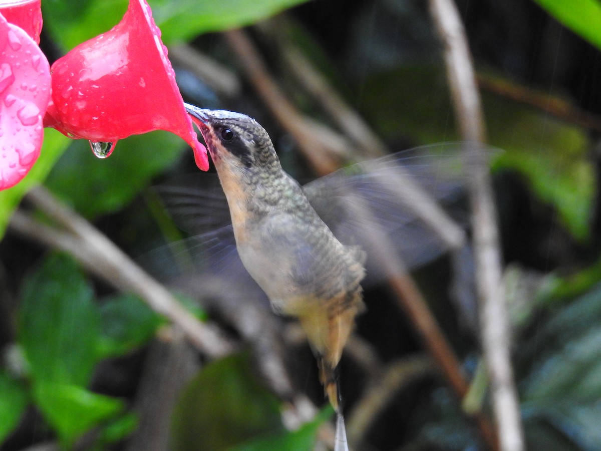 Tawny-bellied Hermit - ML643476725