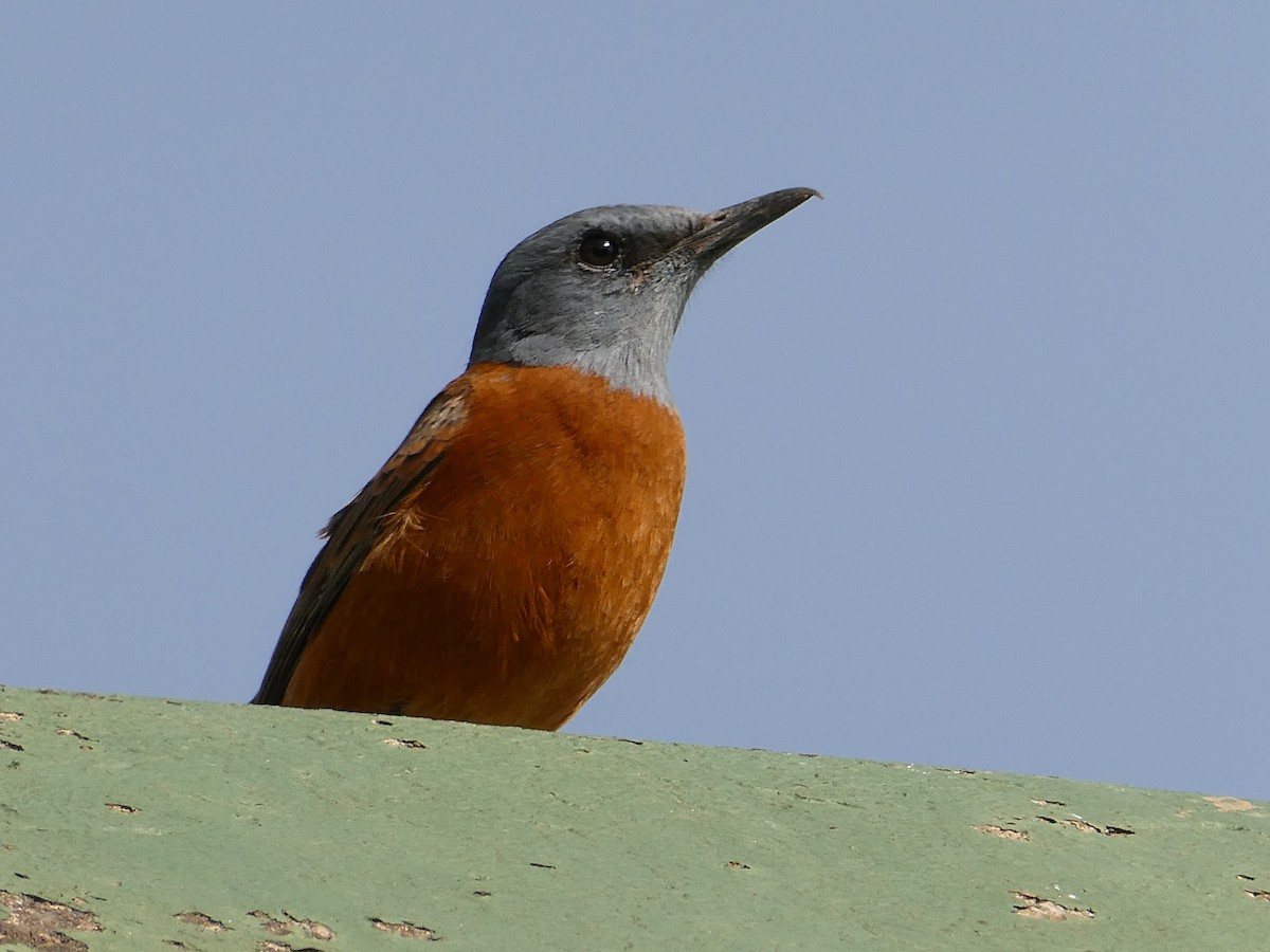 Cape Rock-Thrush - ML643476729