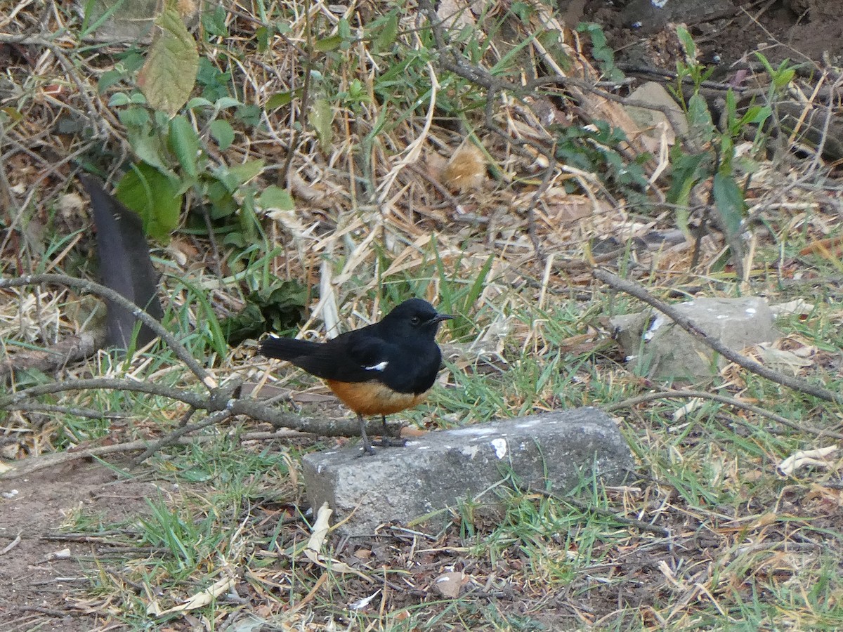 Mocking Cliff-Chat - ML643476742