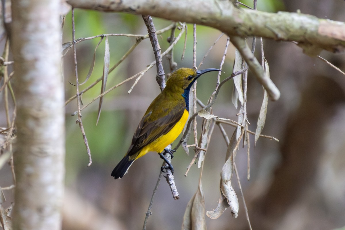 Sahul Sunbird - ML643476746