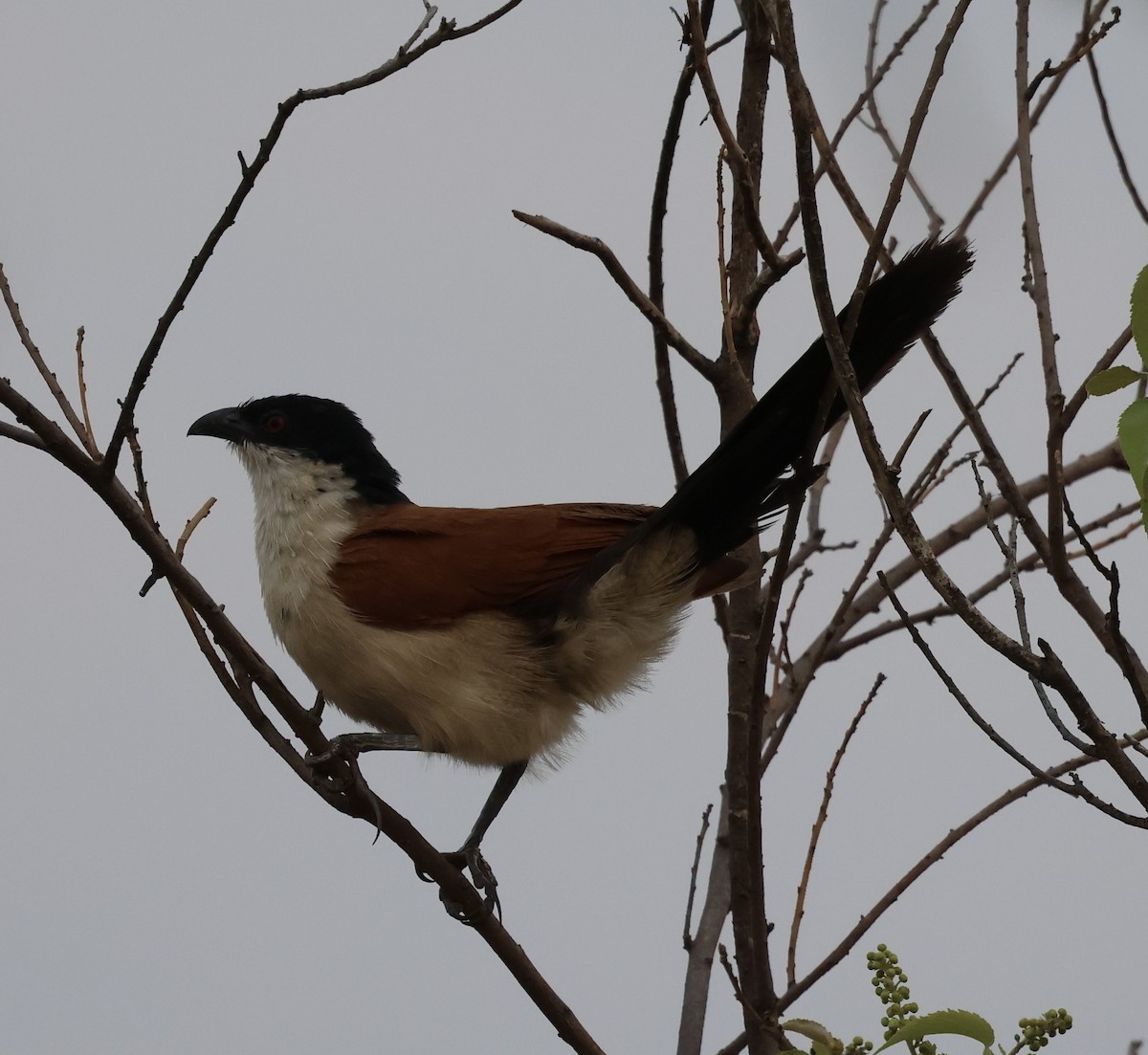 セネガルバンケン - ML643476751