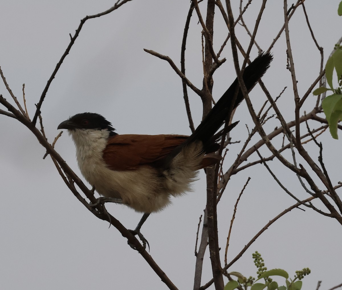 セネガルバンケン - ML643476752