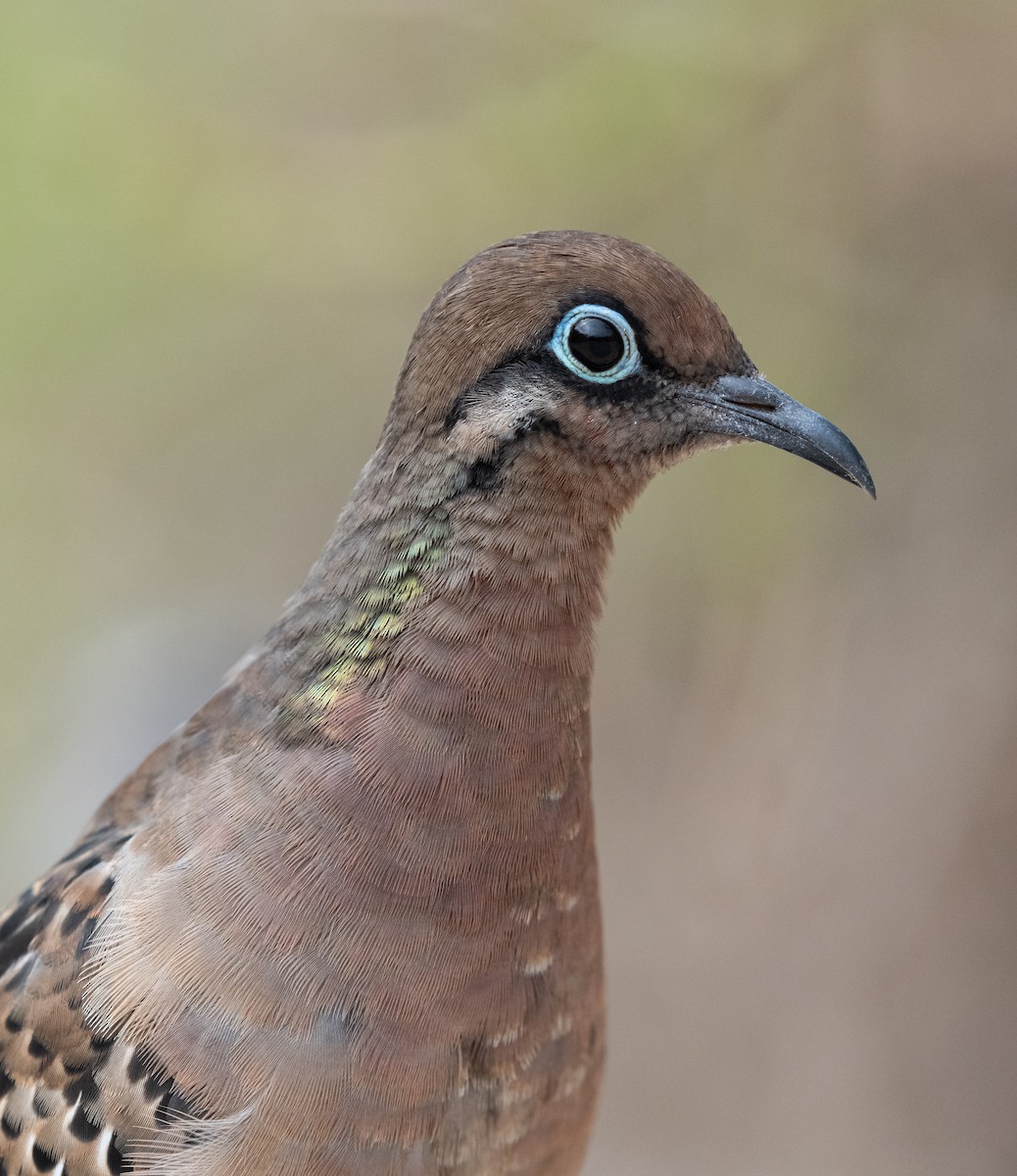 Galapagos Dove - ML643476762