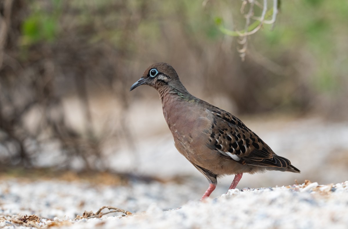 Galapagos Dove - ML643476764