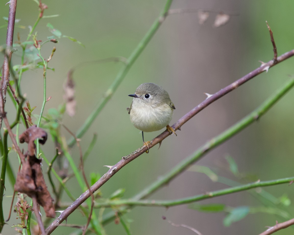 Ruby-crowned Kinglet - ML643476768