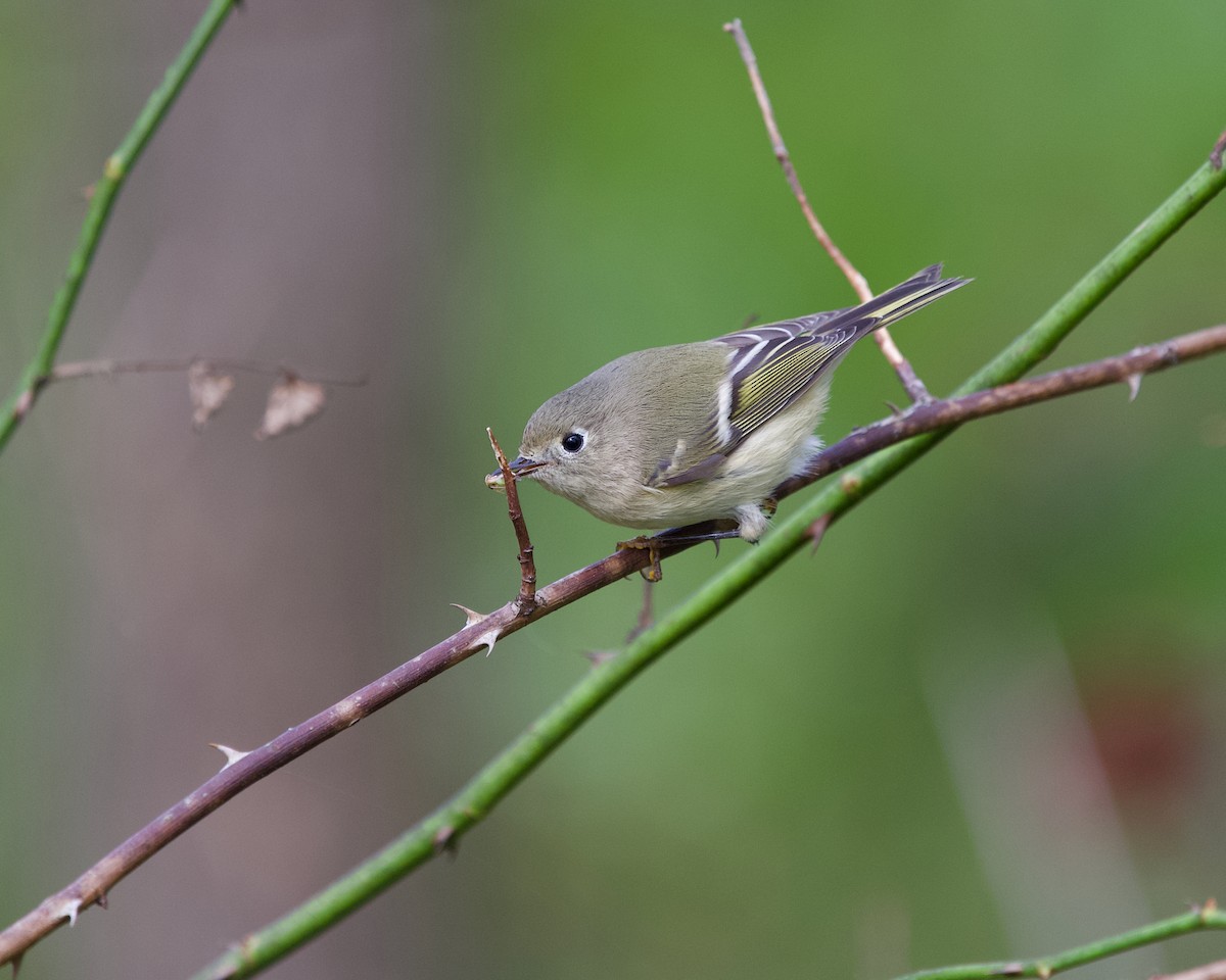 Ruby-crowned Kinglet - ML643476769