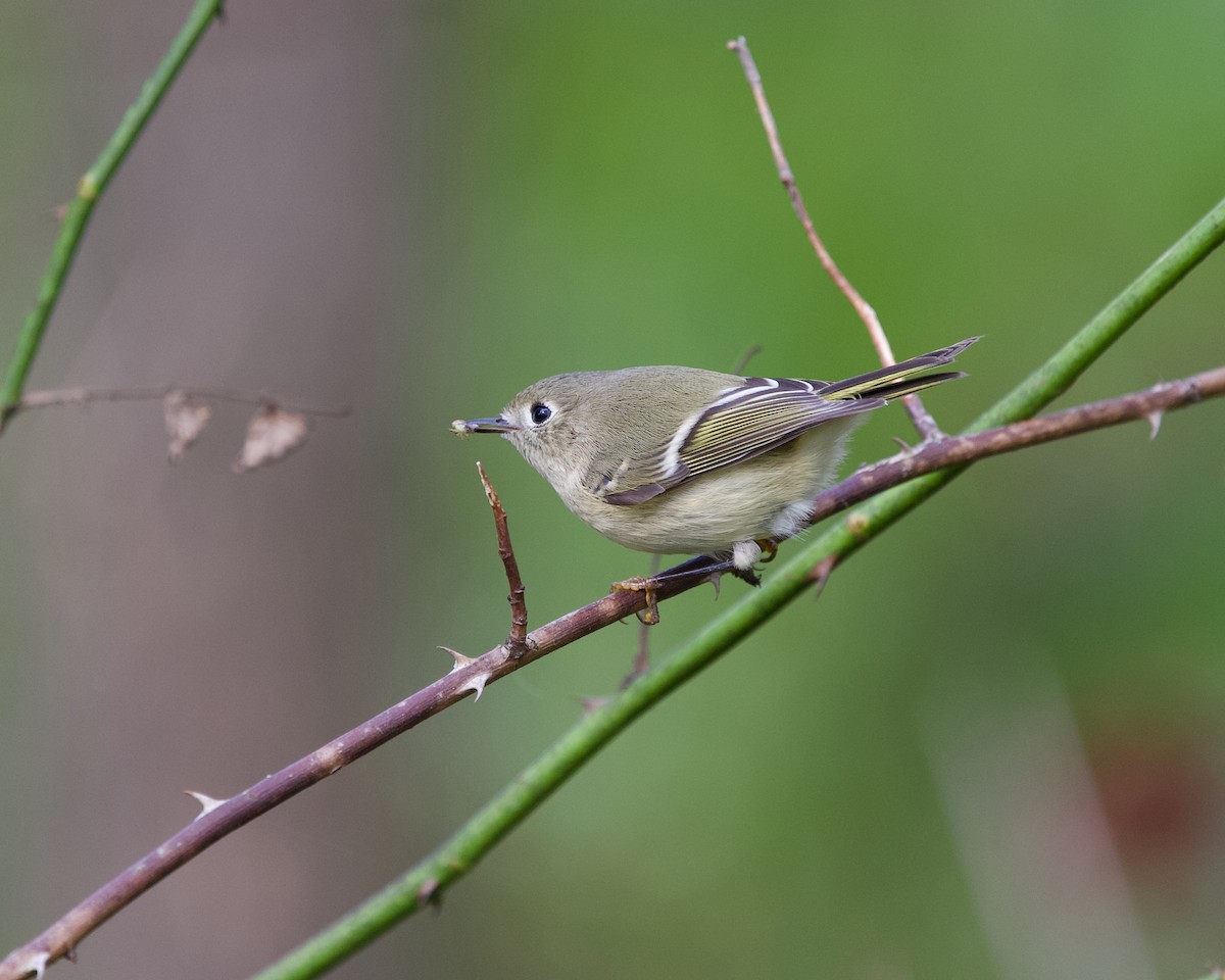 Ruby-crowned Kinglet - ML643476770