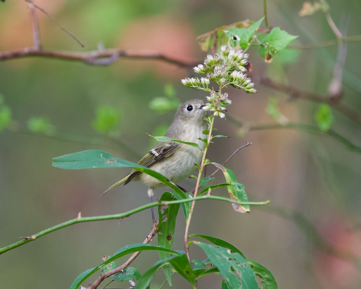 Ruby-crowned Kinglet - ML643476771