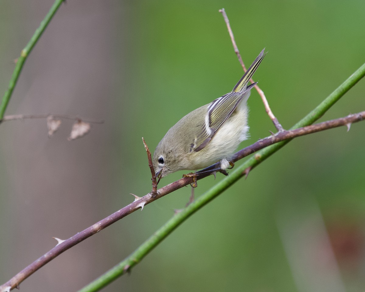 Ruby-crowned Kinglet - ML643476772