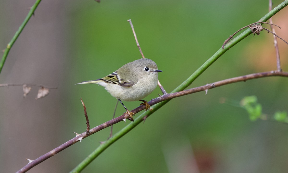 Ruby-crowned Kinglet - ML643476773