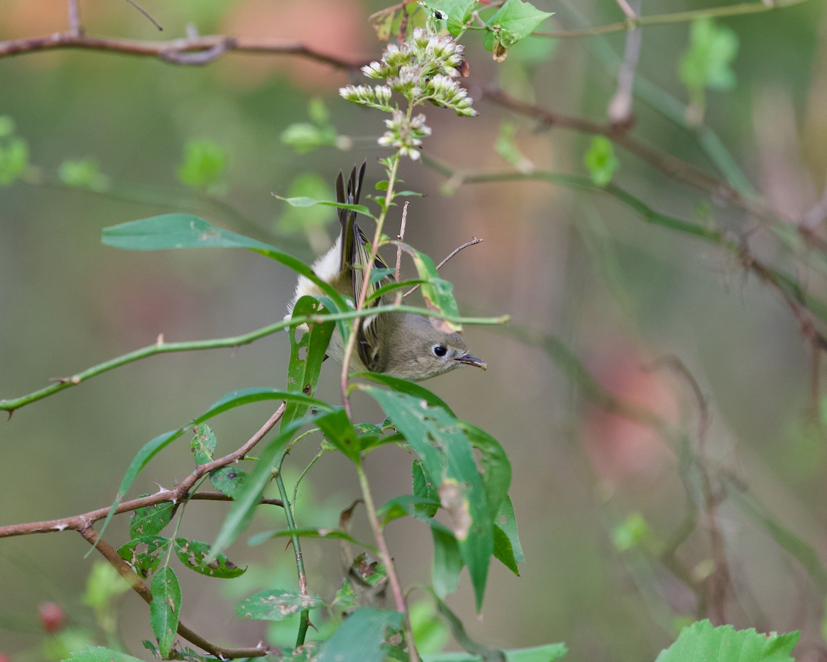Ruby-crowned Kinglet - ML643476774