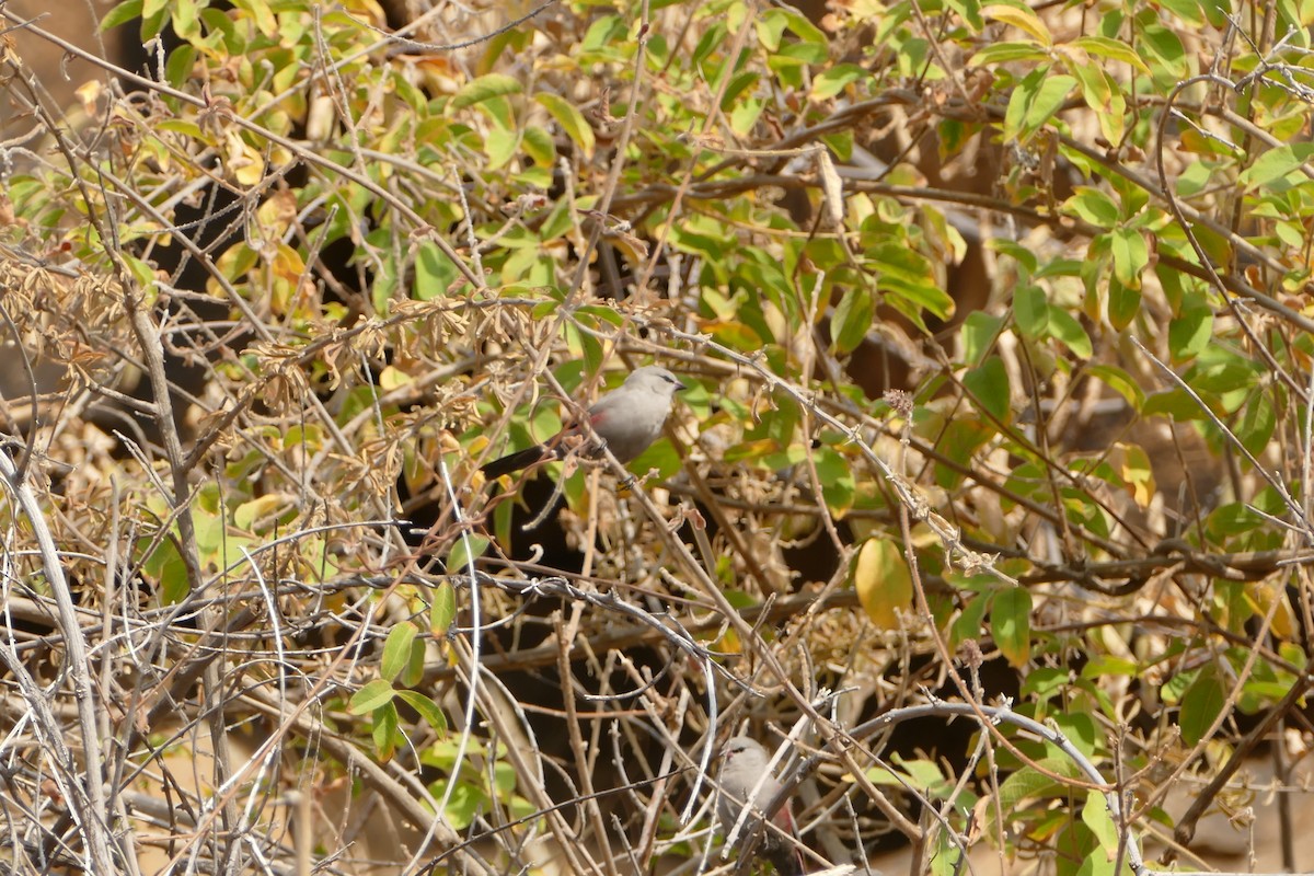 Cinderella Waxbill - ML643476787