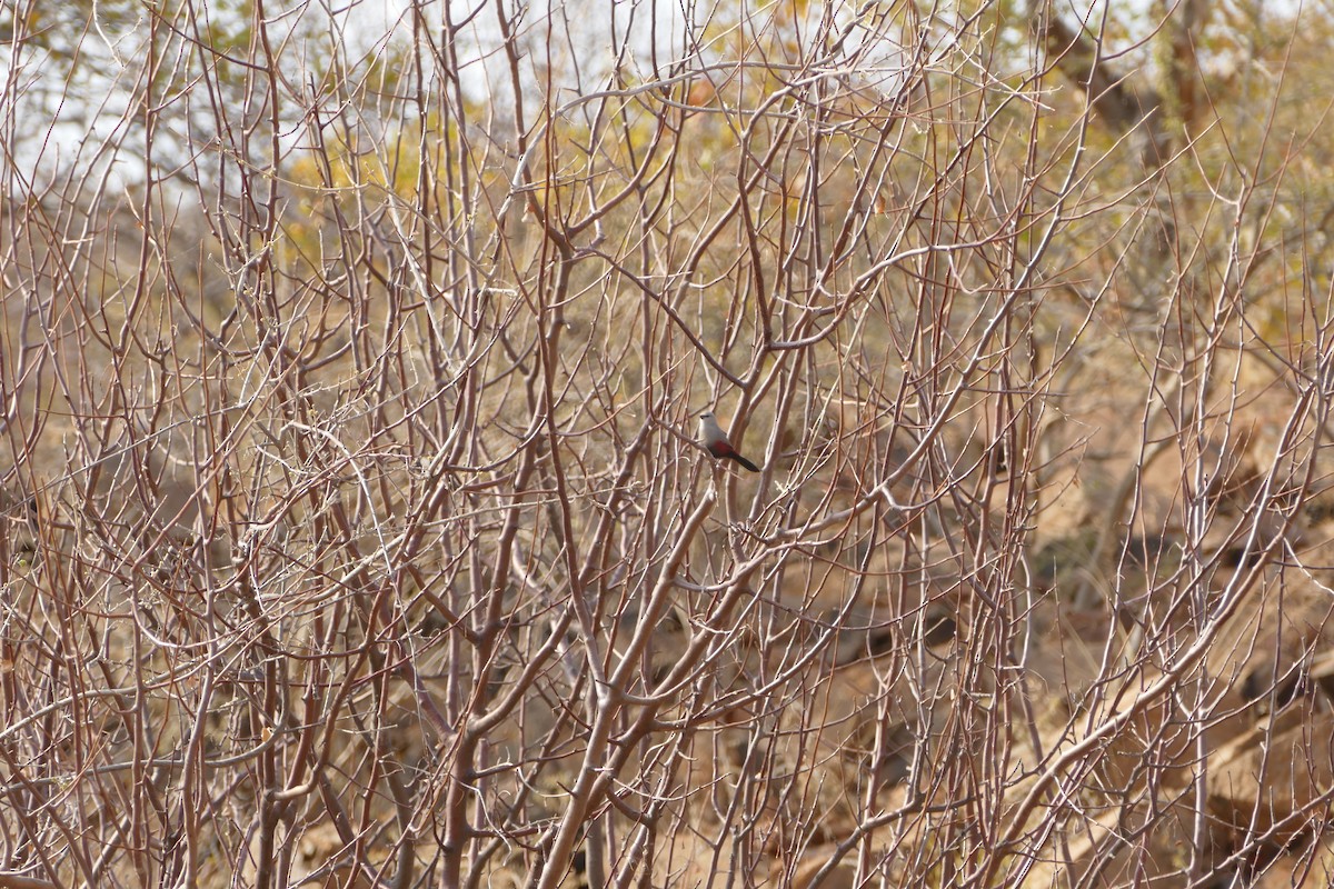 Cinderella Waxbill - ML643476789