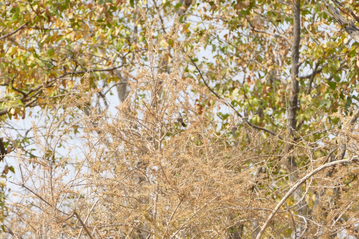 Cinderella Waxbill - ML643476790