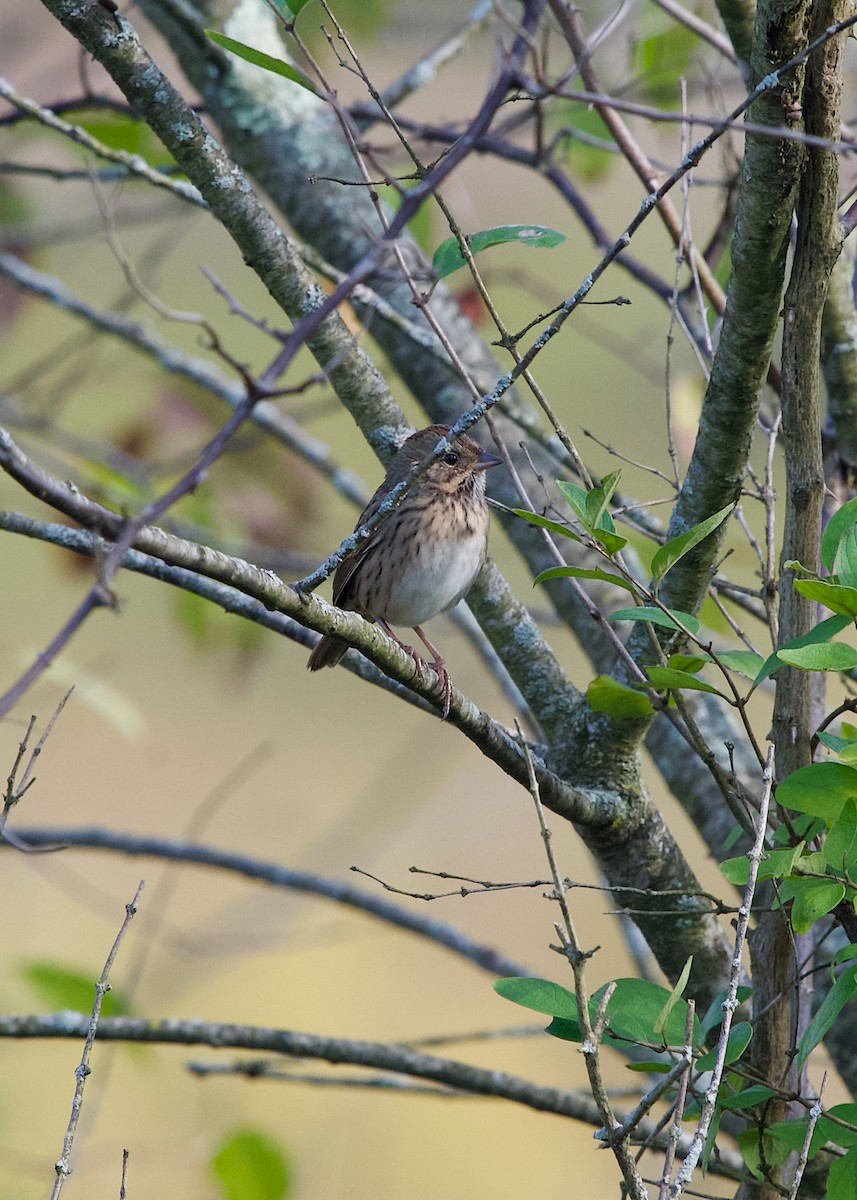 Lincoln's Sparrow - ML643476800