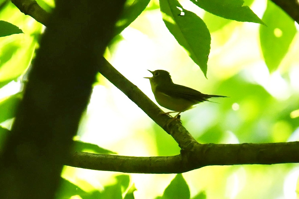 Alström's Warbler - ML643476812