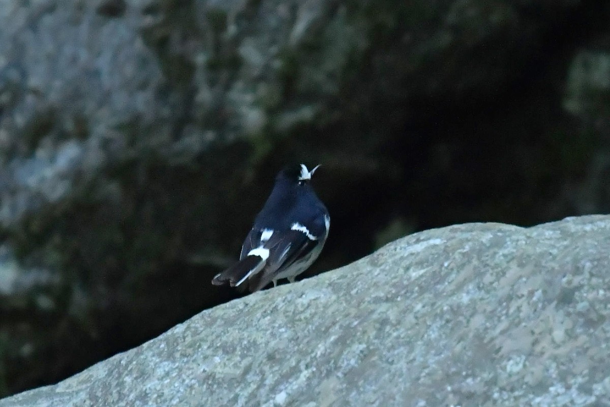 Little Forktail - ML643476813