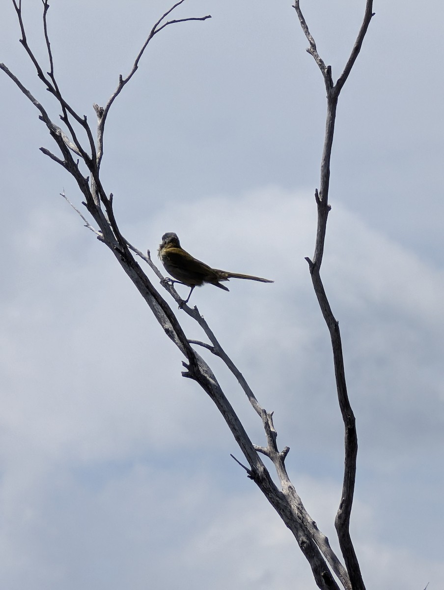 Yellow-throated Honeyeater - ML643476831