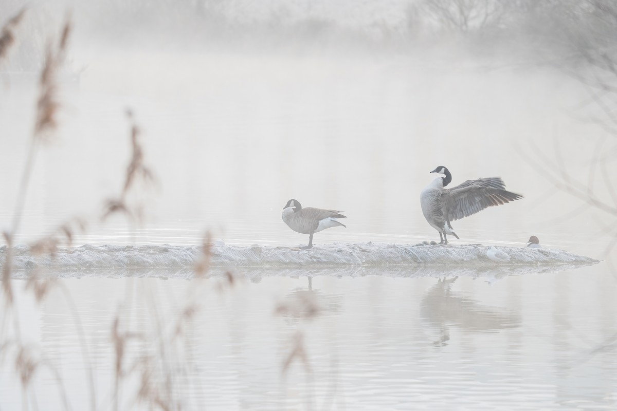 Canada Goose - ML643476834