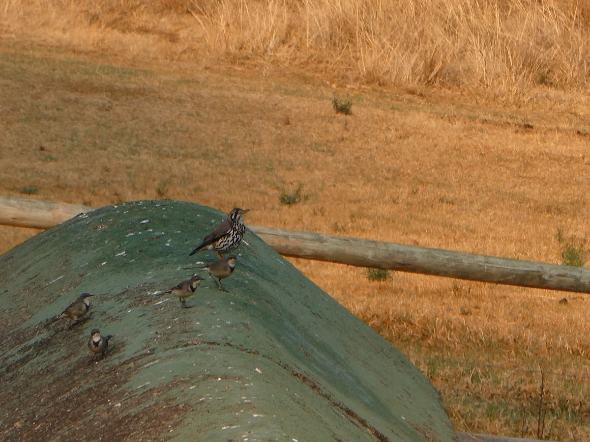 Cape Wagtail - ML643476849