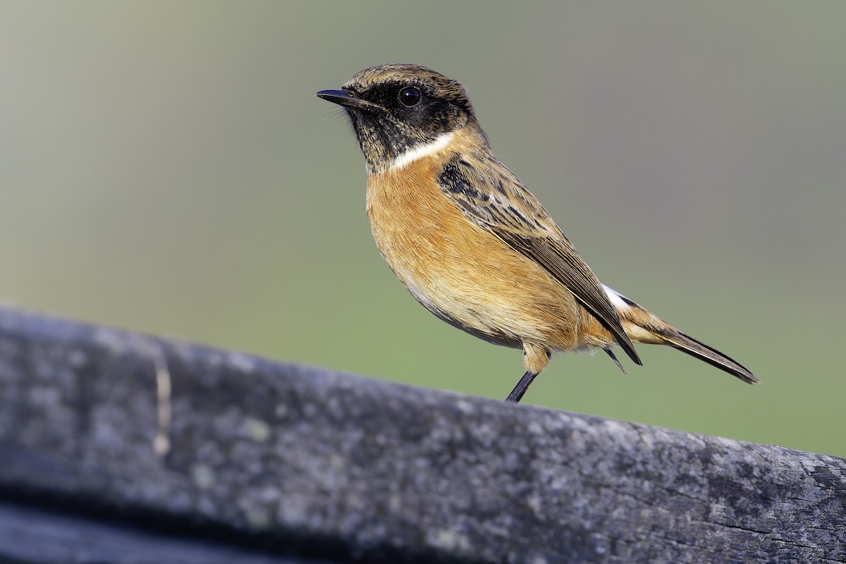 European Stonechat - ML643476862