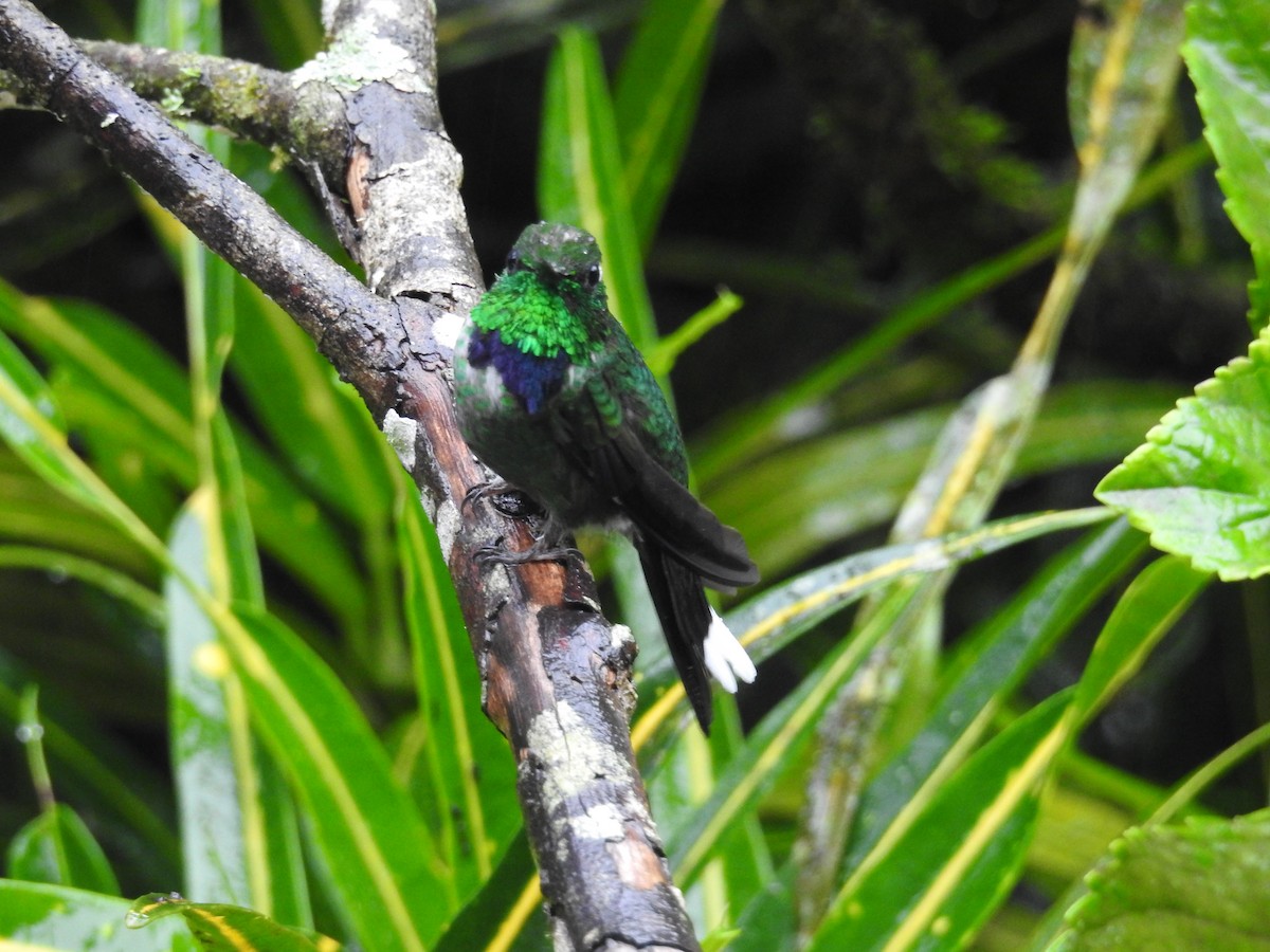 Purple-bibbed Whitetip - ML643476897