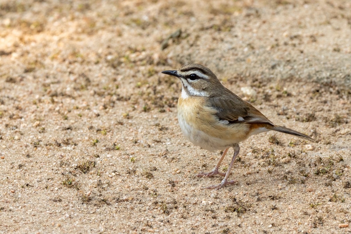 Bearded Scrub-Robin - ML643476898