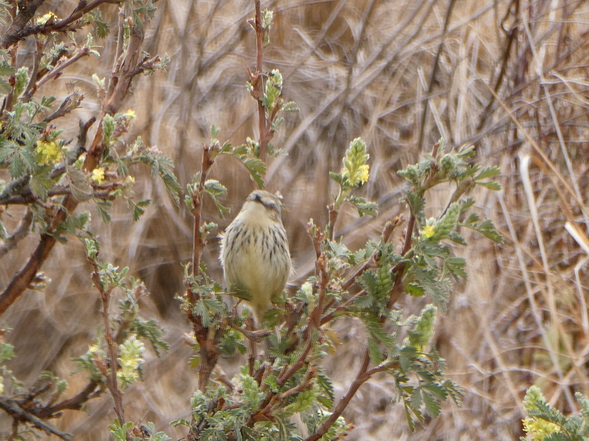 Drakensberg Prinia - ML643476901