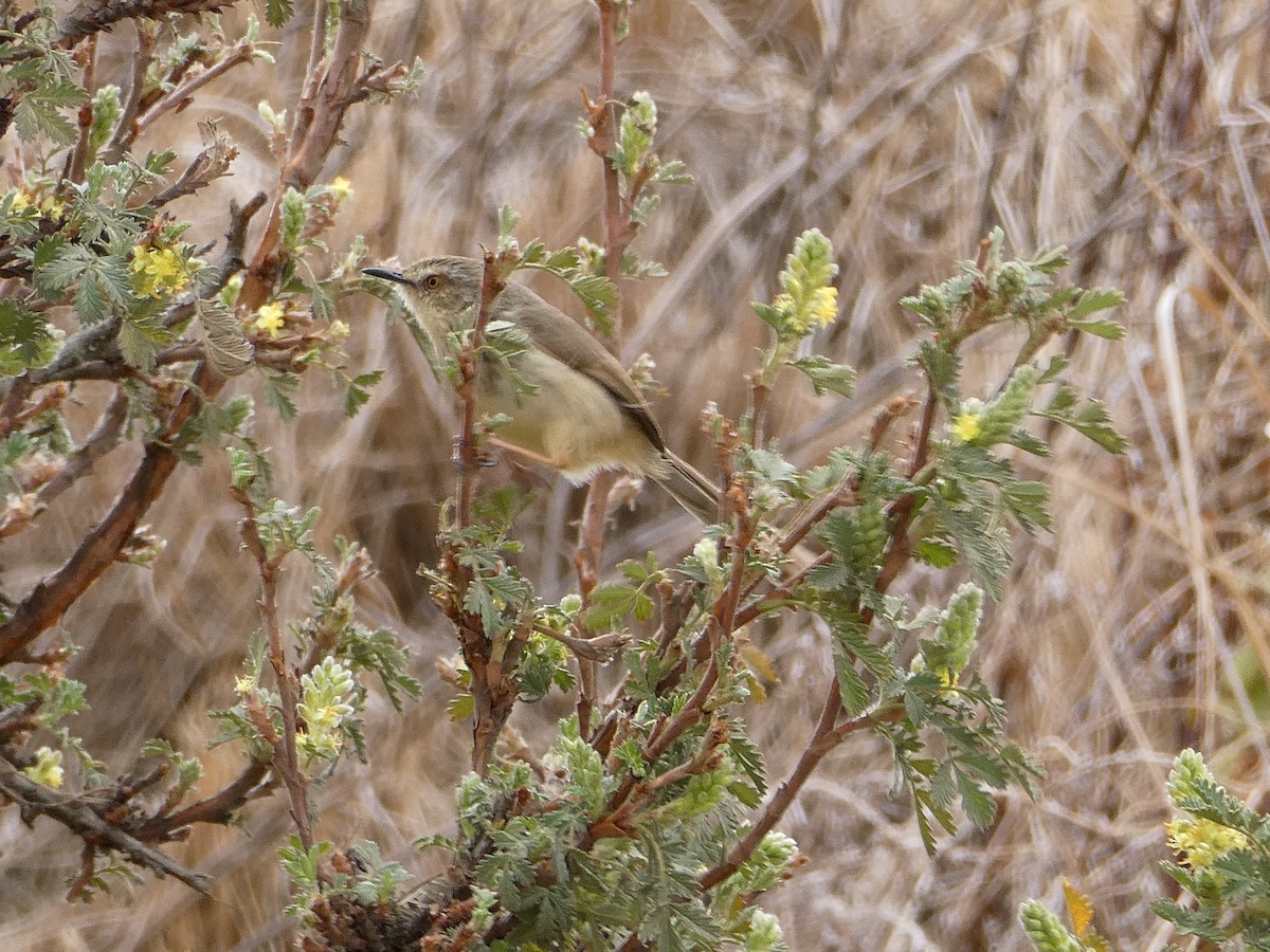 Drakensberg Prinia - ML643476902