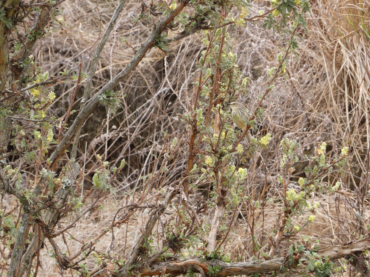 Drakensberg Prinia - ML643476903