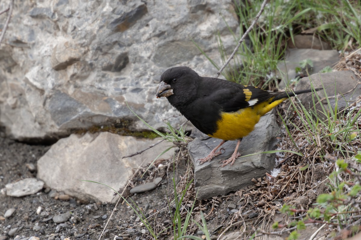 White-winged Grosbeak - ML643476920