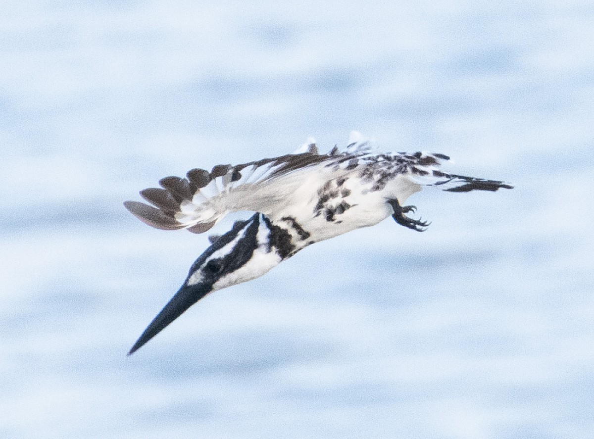 Pied Kingfisher - ML643476921