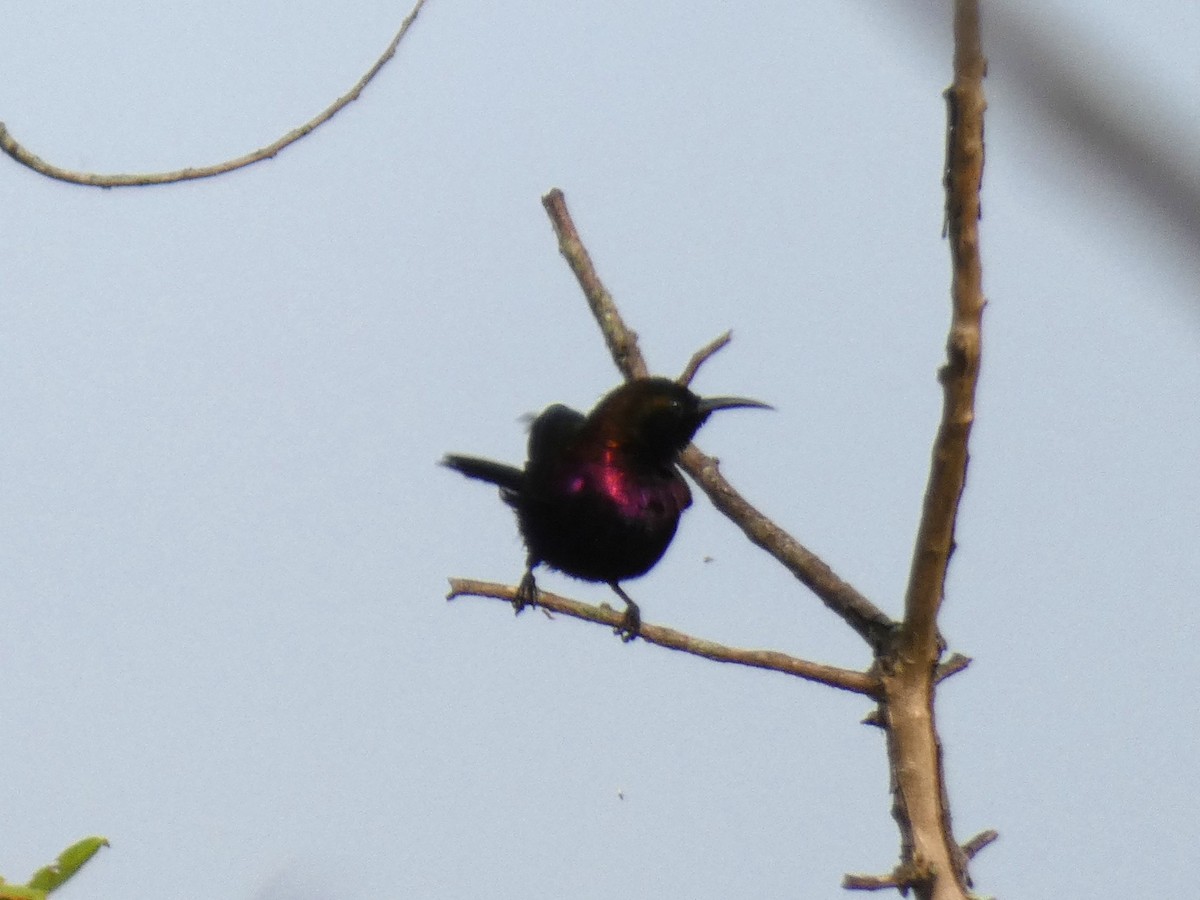 Copper Sunbird - ML643476930