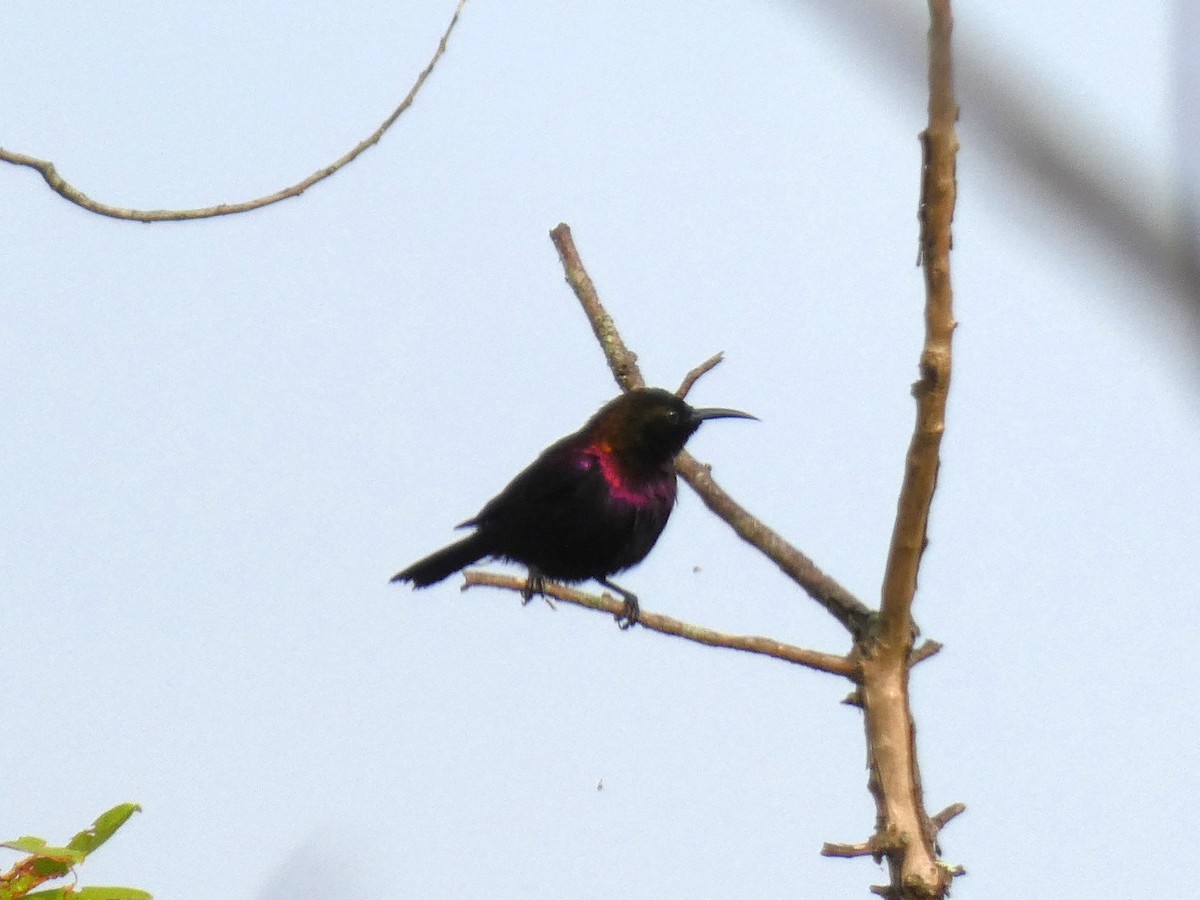 Copper Sunbird - ML643476931