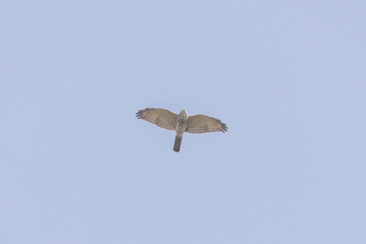 タカサゴダカ - ML643476948