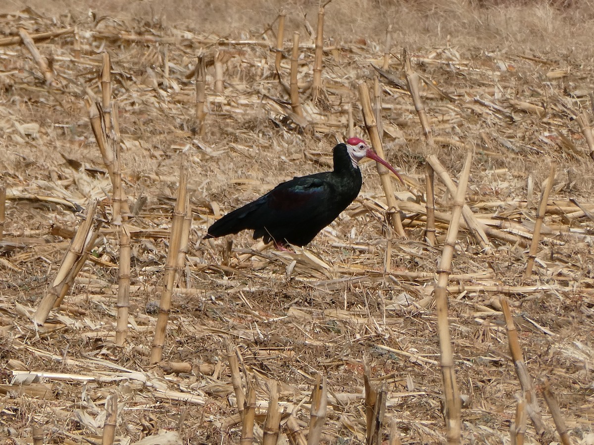 ハゲトキ - ML643476970