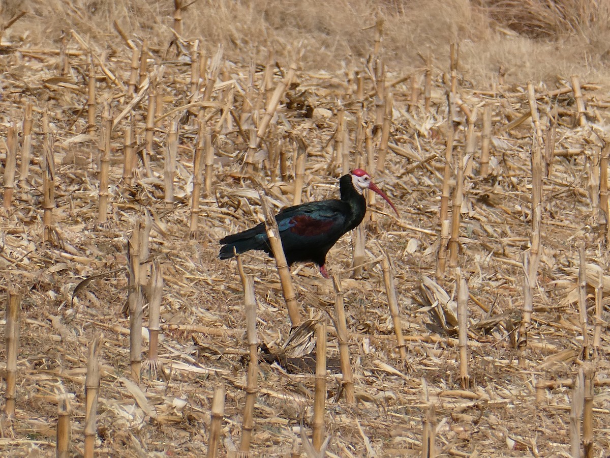 ハゲトキ - ML643476972