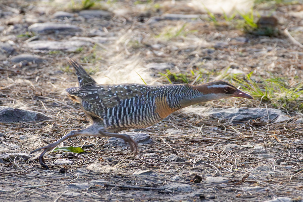 Buff-banded Rail - ML643476979