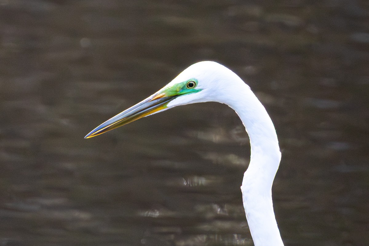 Great Egret - ML643476982
