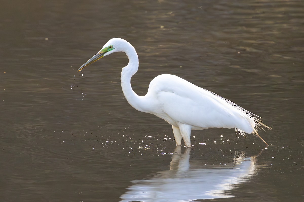 Great Egret - ML643476983