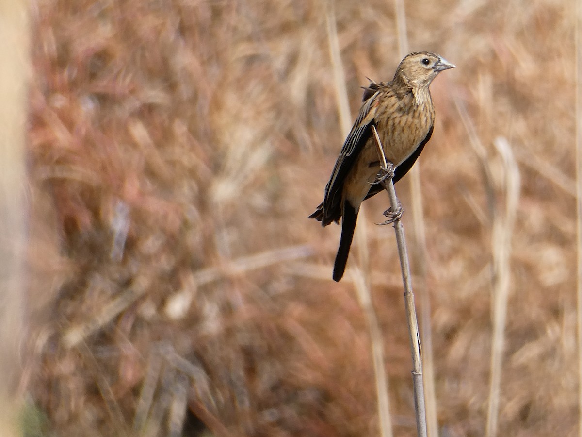 Long-tailed Widowbird - ML643476984