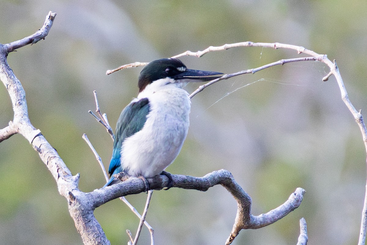 Torresian Kingfisher - ML643476997