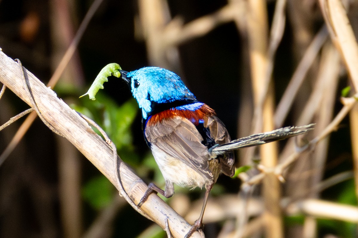 Variegated Fairywren - ML643476998