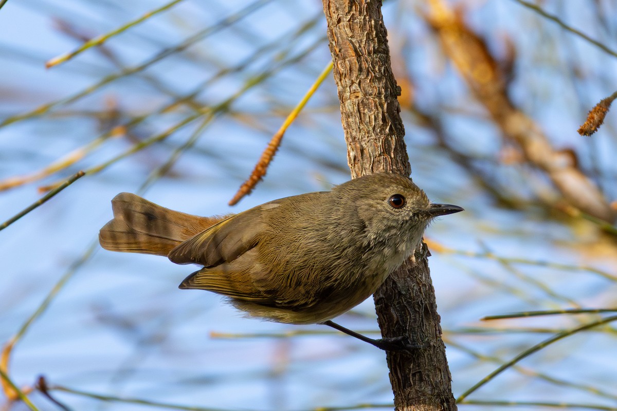 Brown Thornbill - ML643477007